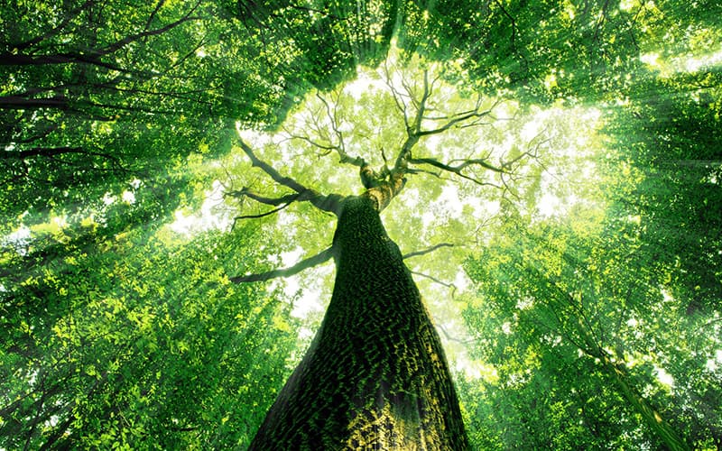 xerox-everyday-toner-section-2-fr Développement durable Xerox